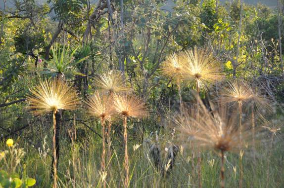 Época de florada dos 'chuverinhos' no P.N Chapada dos Veadeiros, região de São Jorge - GO